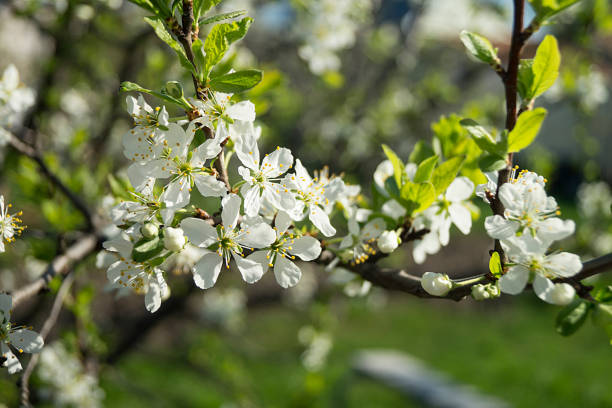 istock White flower discharges in spring garden 958464308