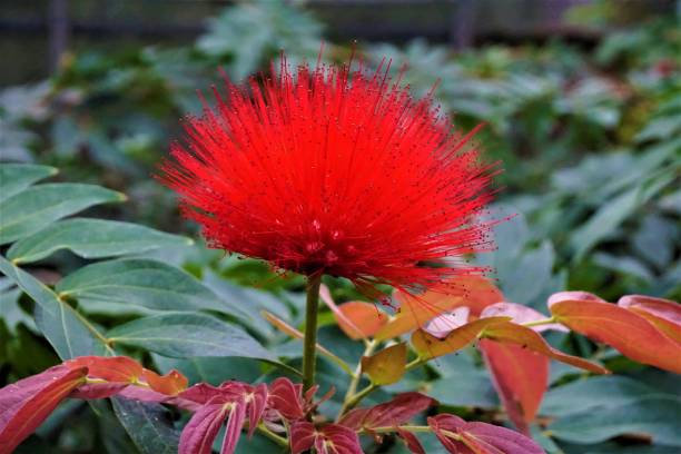 아름 다운 꽃 레드 파우더 퍼프-calliandra haematocephala의 - royal botanical garden 뉴스 사진 이미지