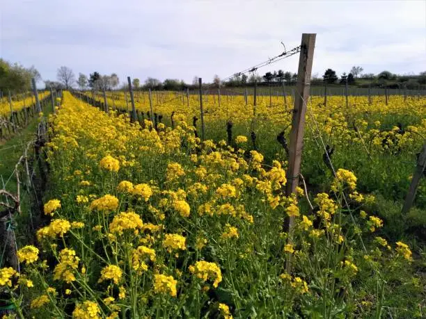 Vineyard and rape field between Neustadt Königsbach and Gimmeldingen, Germany in the sun