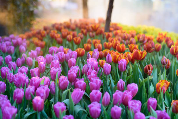 colorful tulips flowers blooming in a garden with foggy in morning. stock photo