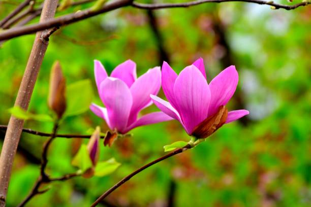 istock Magnolia liliiflora / Lily Magnolia 958469084