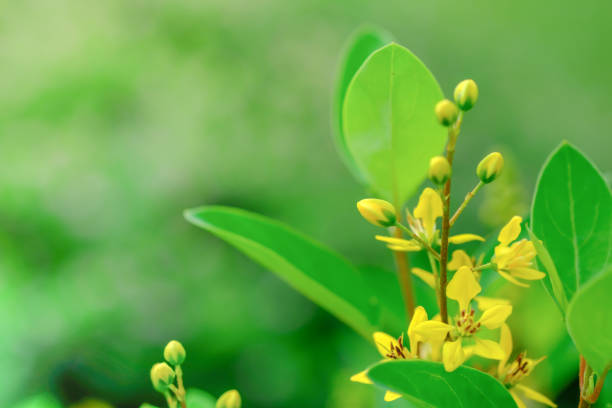 istock Beautiful small yellow flower with green leaf nature. 958469110
