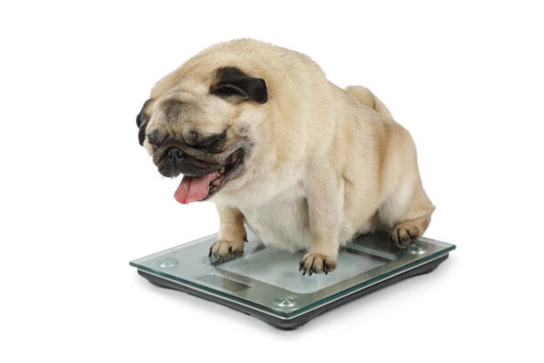 gros chien pug pondération étage évolue dans un studio - animal fat photos et images de collection