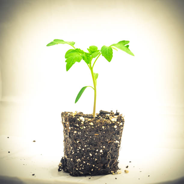 istock Growing beefsteak tomato plant root visible isolated 958469846