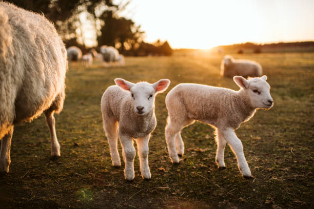 ceba de corderos en pasto verde - flock of sheep fotografías e imágenes de stock