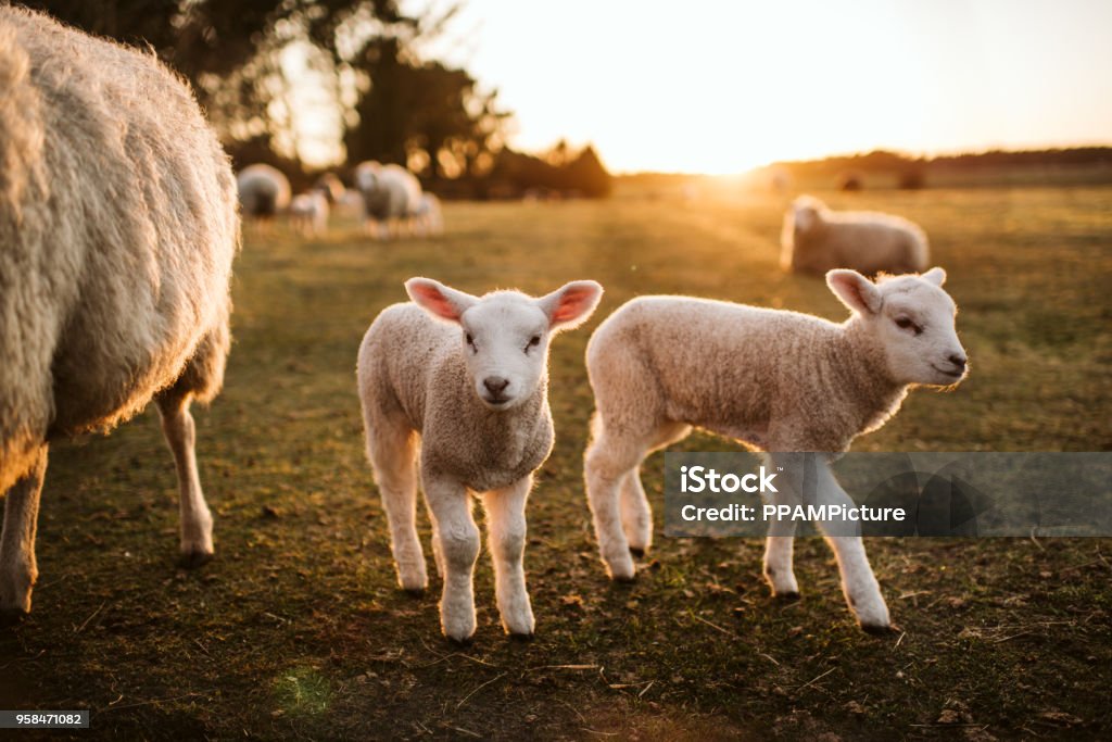 prime lambs on green grass Lamb - Animal Stock Photo prime lambs on green grass Lamb - Animal Stock Photo