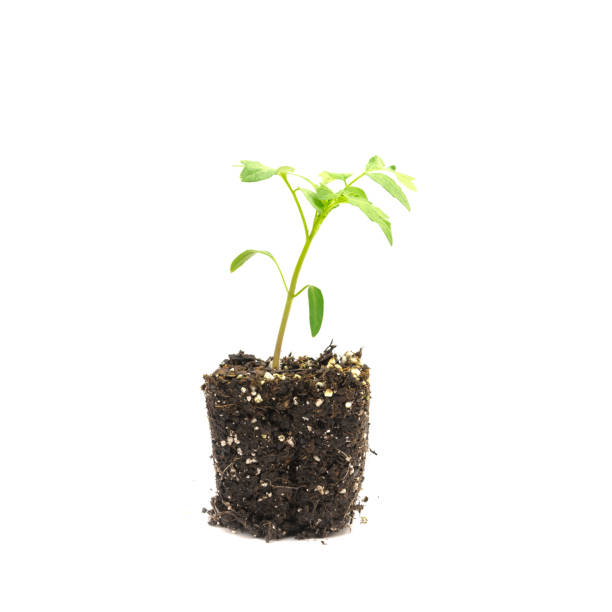 istock Growing beefsteak tomato plant root visible isolated 958472116