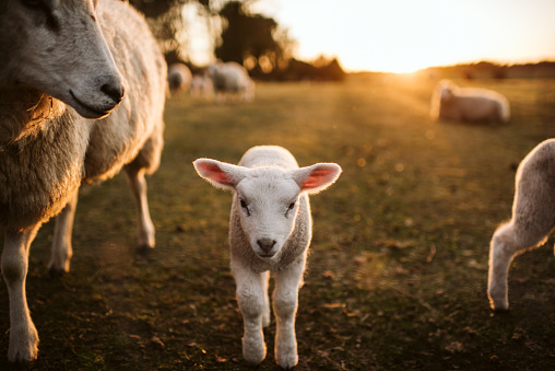 prime lambs on green grass