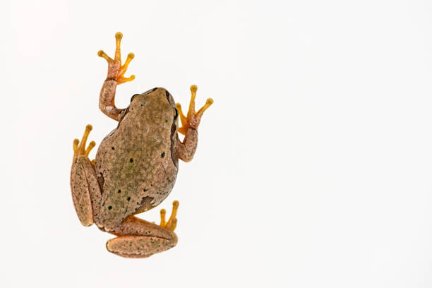 istock European green tree frog (Hyla arborea) isolated on white background. Top view 958473562