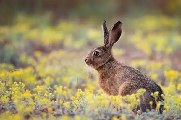 Photo of European hare stands in the grass and looking at the camera (Lepus europaeus)