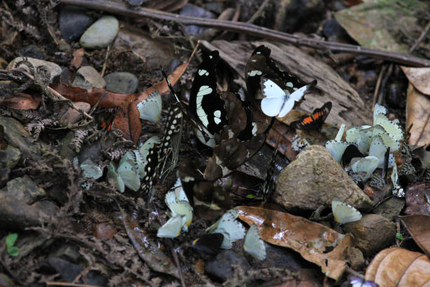 istock Butterflies of Bwindi National Park, Uganda 958479316