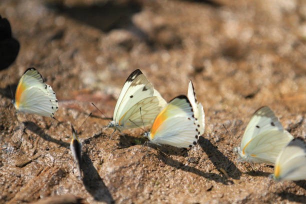 Colorful butterflies at Bwindi Impenetrable Forest, Uganda
