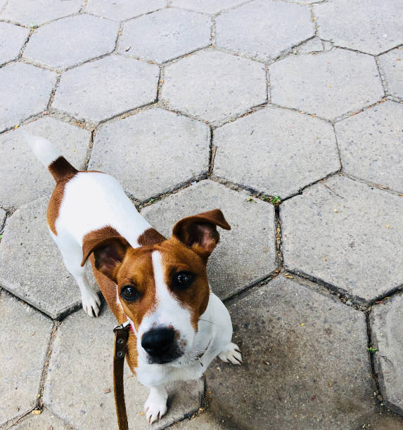 istock Jack russel dog pet white and brown on a leash 958479802