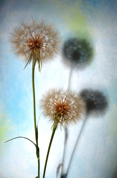 istock seed of the plant 958480144