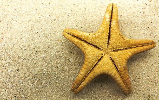 istock starfish closeup on sand summer season sunny closeup 958480332