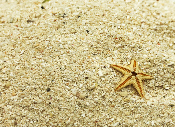 istock tiny starfish on sand closeup shot summer 958480392
