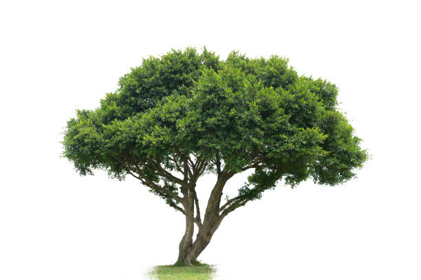 istock Beautifull green tree on a white background in high definition 958480878