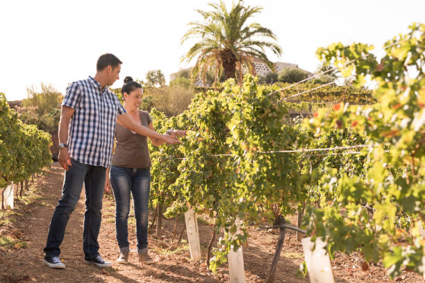 istock A young man and woman inspecting the vineyards 958481176