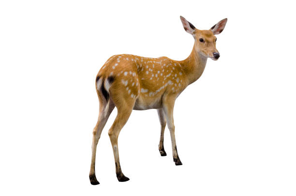 istock baby deer isolated in white background 958483734