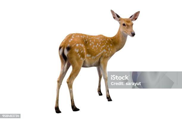 Baby Deer Isolated In White Background Stock Photo - Download Image Now - Doe, Deer, Animal
