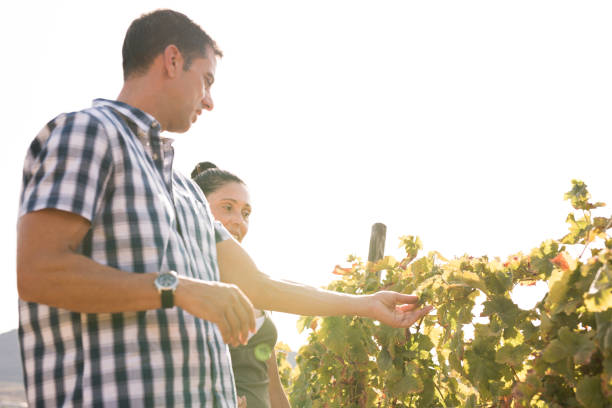 istock A couple out on a sunny day in the vineyards 958483898