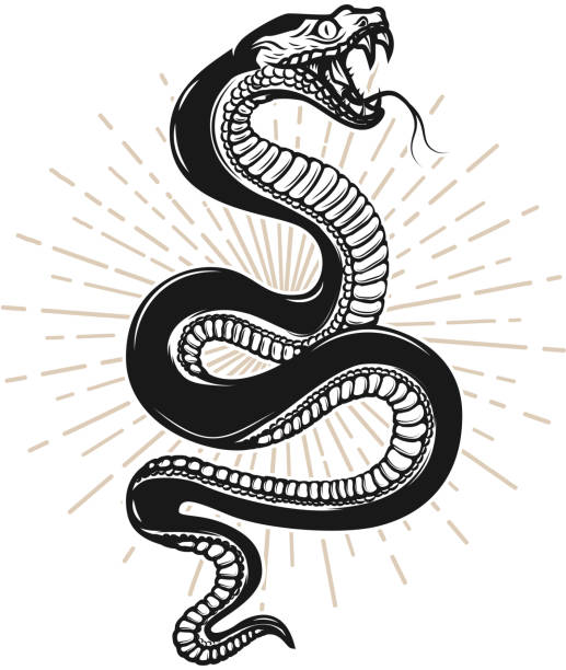 ilustraciones, imágenes clip art, dibujos animados e iconos de stock de ilustración de la serpiente sobre fondo blanco. diseño de elemento para poster, camiseta, emblema, signo. - snake