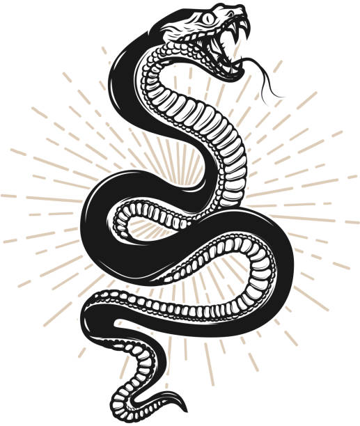 illustrations, cliparts, dessins animés et icônes de illustration de serpent sur fond blanc. élément pour poster, t-shirt, emblème, signe la conception. - snake cobra vector animal