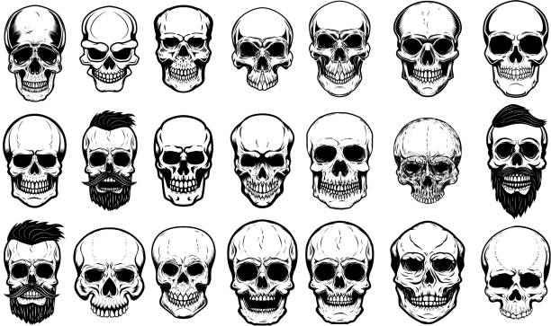 ilustraciones, imágenes clip art, dibujos animados e iconos de stock de conjunto de ilustraciones de cráneo humano sobre fondo blanco. elemento de diseño de etiqueta, emblema, signo, cartel. - calavera