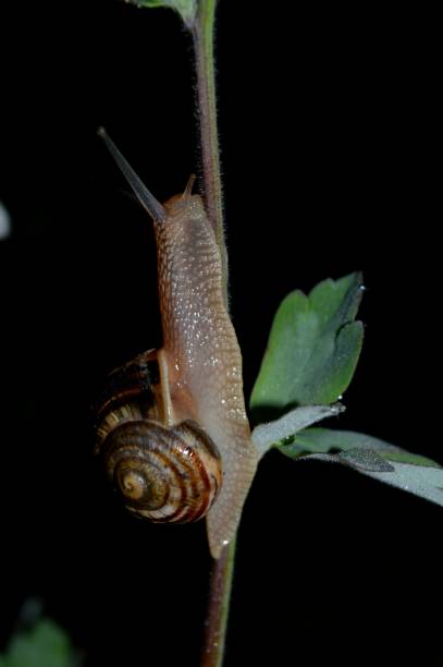 small snail on the leaf