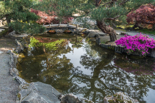 istock Japanese Garden Pond 5 958486894