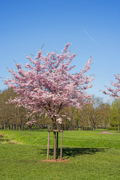 istock Sakura branch against the blue sky. 958487826
