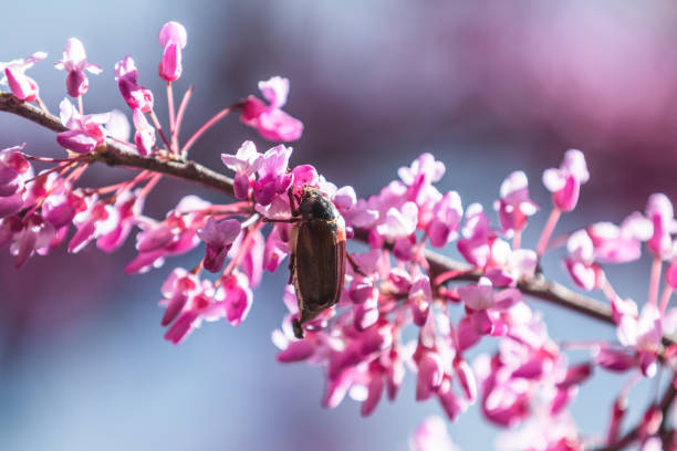 istock Beautiful Nature Scene with Blooming Tree and Sun Flare 958492190