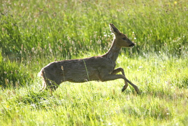 istock Roe Deer Running in Hampshire 958492228