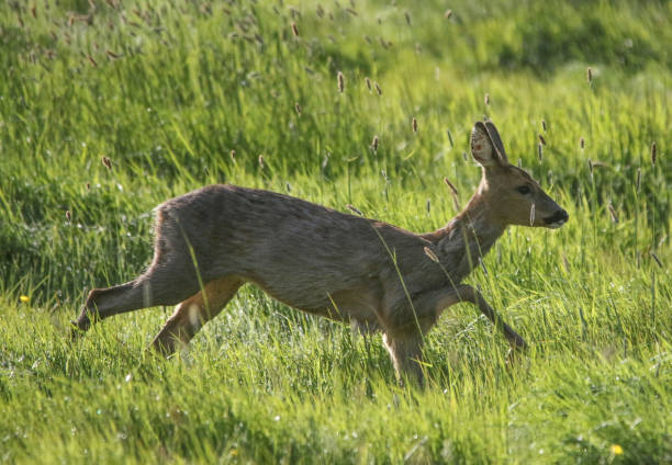 istock Roe Deer Running in Hampshire 958492230