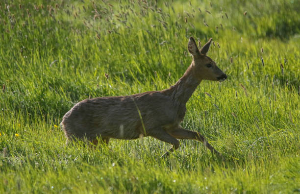 istock Roe Deer Running in Hampshire 958492276