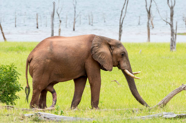 African Elephant with penis extended at Lake Kariba Zimbabwe stock photo