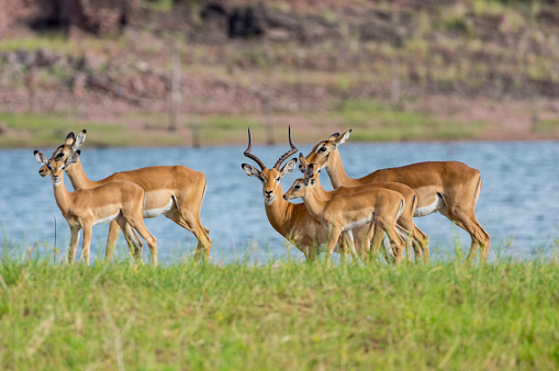 Young impala beside Lake Kariba