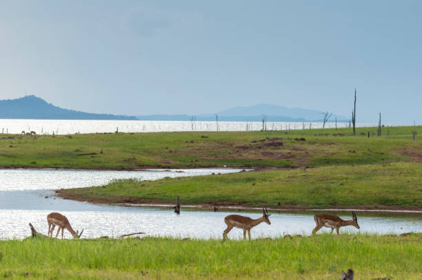 istock Impala graze beside Lake Kariba Matusadona Zimbabwe 958493134