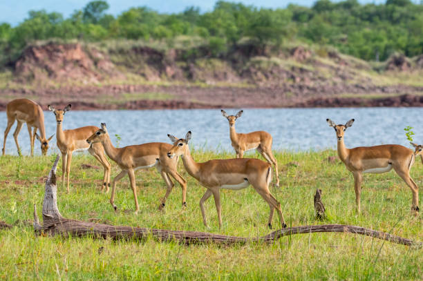 Young impala beside Lake Kariba Zimbabwe Young impala beside Lake Kariba lake kariba stock pictures, royalty-free photos & images