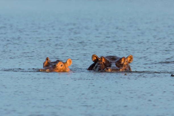 Mother and baby Hippopotamus Hippo semi submerged at Lake Kariba Zimbabwe Hippopotamus at Matusadona Lake Kariba Zimbabwe. lake kariba stock pictures, royalty-free photos & images