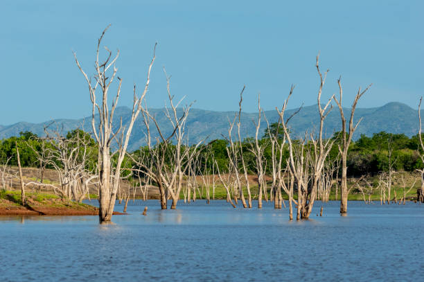 Drowned trees in Matusadona National Park Lake Kariba Zimbabwe stock photo