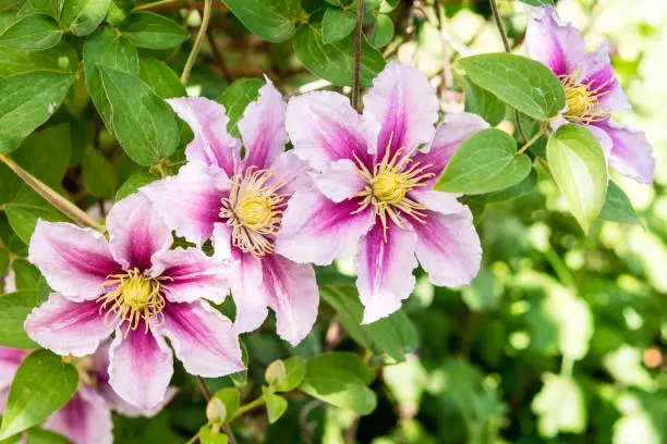 Clematis is a popular climbing / vigorous plants on the ornamental gardens