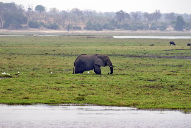 istock Elephant in Chobe National Park 958500506