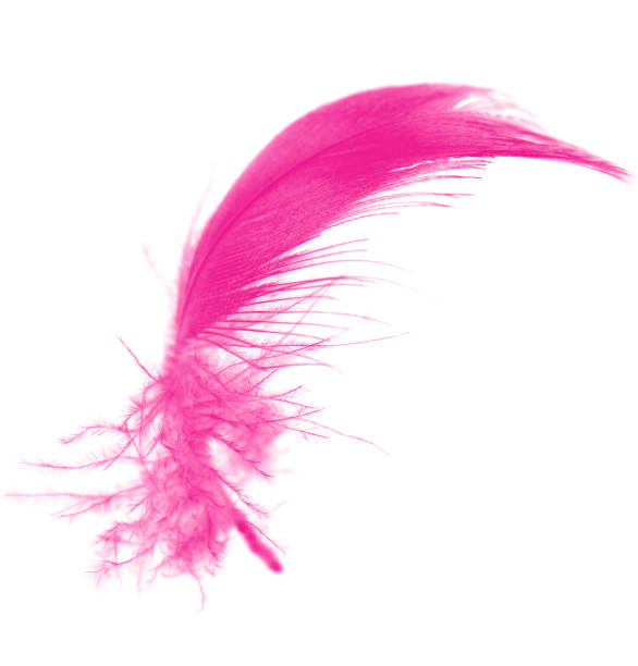 istock Beautiful pink magenta feather isolated on white background 958503490
