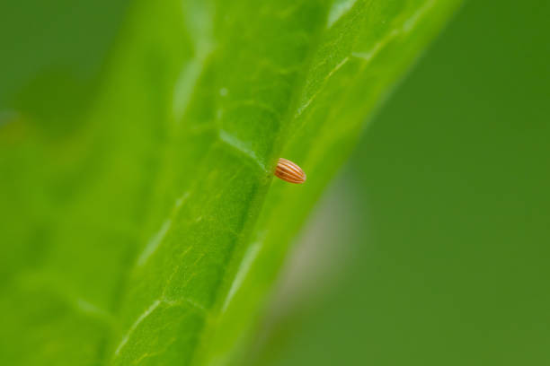Stink bug eggs, Pentatomidae eggs, Pune, Maharashtra, India.JPG