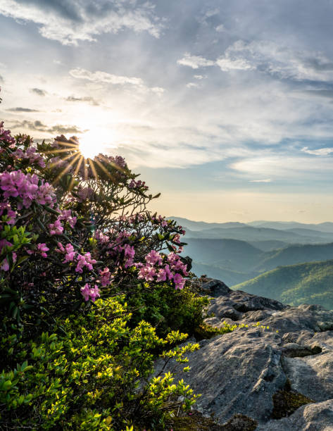 istock Rhododendron Linville Gorge North Carolina 958504318