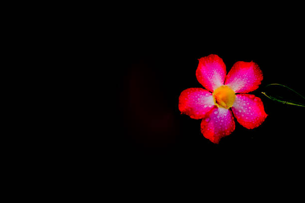 Pink Adenium obesum flpwer
