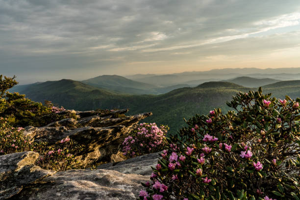 istock Rhododendron Linville Gorge North Carolina 958504840