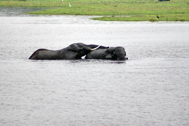 istock Elephants in Chobe National Park 958504876