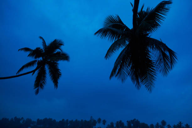 Contrasting palm trees against a bright blue sky.